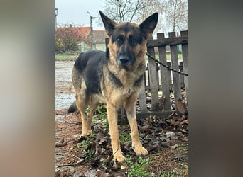 Freya, geboren 01.11.2023, 58cm sucht liebevolles Zuhause