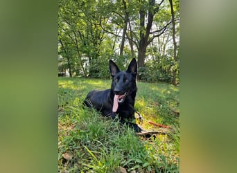 Nila, geboren 16.11.2024, 60cm sucht ihr Zuhause