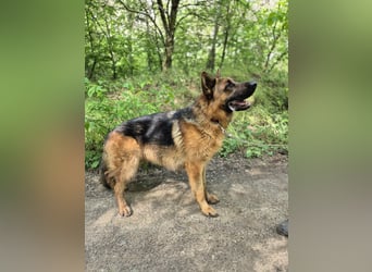 Zigi, geb. 15.03.2025, 60 cm, sucht seine Menschen
