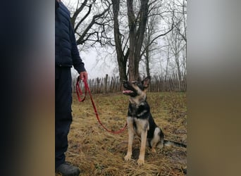 Dezi, geboren 01.03.2023, 63cm sucht ihr Zuhause