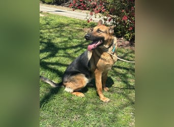 Sky, geboren 15.06.2025, 60cm sucht ihre Menschen