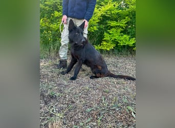 Nila, geboren 16.11.2024, 60cm sucht ihr Zuhause