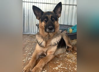 Freya, geboren 01.11.2023, 58cm sucht liebevolles Zuhause