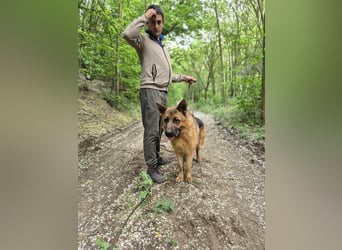 Zigi, geb. 15.03.2025, 60 cm, sucht seine Menschen