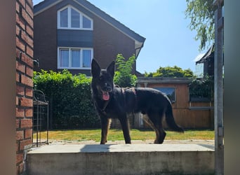 Onix, geboren 01.02.2019, 63cm sucht sein Happy End