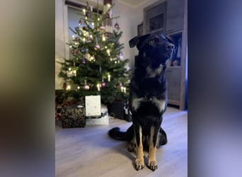 Kiba, geboren 01.07.2023, 55cm sucht neuen Wirkungskreis