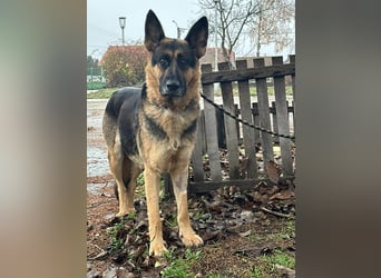 Freya, geboren 01.11.2023, 58cm sucht liebevolles Zuhause