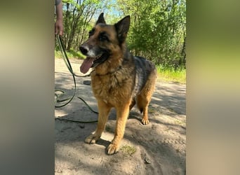 Rexi, ca. 4 Jahre, 60 cm, möchte sein Herz verschenken