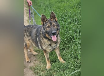 Zeus, geboren 16.12.2019, 58cm sucht sein für immer Zuhause