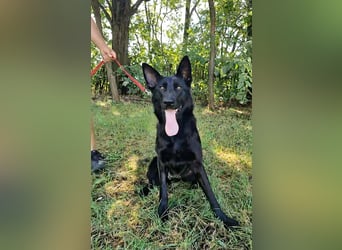 Nila, geboren 16.11.2024, 60cm sucht ihr Zuhause