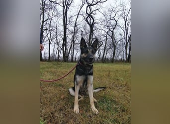 Dezi, geb. 03.2023, 63cm sucht ihr Zuhause