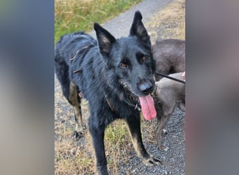 Onix, geboren 01.02.2019, 63cm sucht sein Happy End