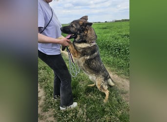 Zeus, geboren 16.12.2019, 58cm sucht sein für immer Zuhause