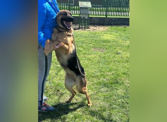 Sky, geb. 06.2025, 60cm sucht ihre Menschen