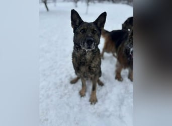 Dalma, 9 Jahre, 58 cm, wünscht sich ein eigenes Zuhause