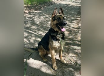 Ciklon, geb. 2022, sucht erfahrenes zu Hause