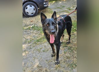 Onix, geboren 01.02.2019, 63cm sucht sein Happy End