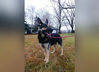 Dezi, geboren 01.03.2023, 63cm sucht ihr Zuhause