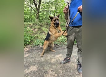 Zigi, geb. 15.03.2025, 60 cm, sucht seine Menschen