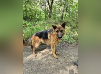 Zigi, geb. 15.03.2025, 60 cm, sucht seine Menschen
