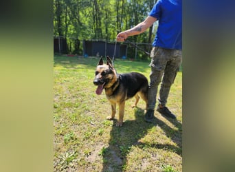 Ciklon, geboren 2022 sucht ihre Menschen