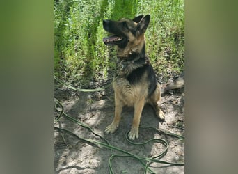 Ciklon, geb. 2022, sucht erfahrenes zu Hause