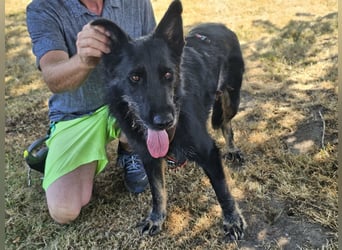 Onix, geboren 01.02.2019, 63cm sucht sein Happy End