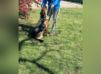 Sky, geboren 15.06.2025, 60cm sucht ihre Menschen