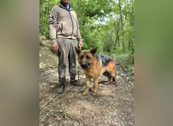 Zigi, geb. 15.03.2025, 60 cm, sucht seine Menschen