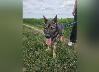 Zeus, geboren 16.12.2019, 58cm sucht sein für immer Zuhause