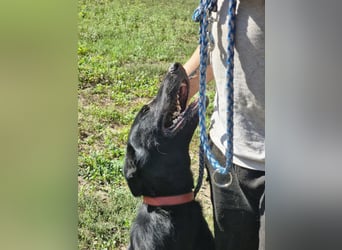 Lupin, geboren 01.12.2023, 60cm sucht seine Aufgabe