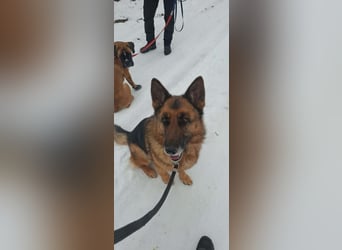 Rexi, geb. 03.2022, 60 cm, sucht seine Wegbegleiter