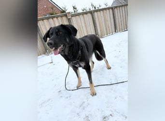 Kiba, geboren 01.07.2023, 55cm sucht neuen Wirkungskreis