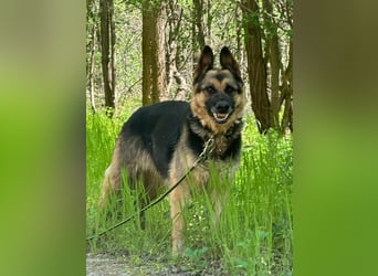 Ciklon, geb. 2022, sucht erfahrenes zu Hause