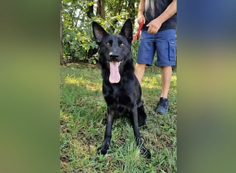 Nila, geboren 16.11.2024, 60cm sucht ihr Zuhause