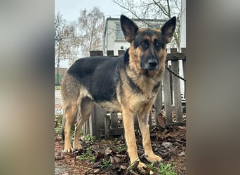 Freya, geboren 01.11.2023, 58cm sucht liebevolles Zuhause