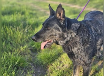 Onix, geboren 01.02.2019, 63cm sucht sein Happy End