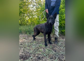 Nila, geboren 16.11.2024, 60cm sucht ihr Zuhause