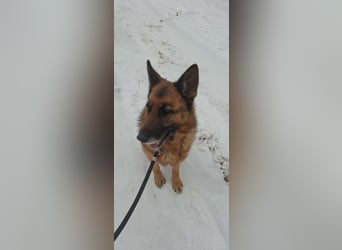 Rexi, 4 Jahre, 60cm sucht seine Menschen