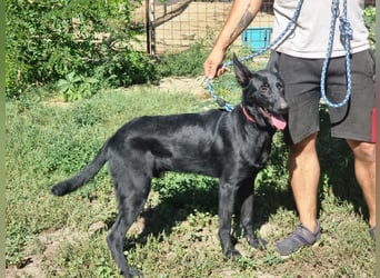 Lupin, geboren 01.12.2023, 60cm sucht seine Aufgabe