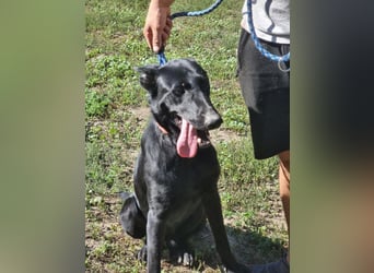 Lupin, geboren 01.12.2023, 60cm sucht seine Aufgabe