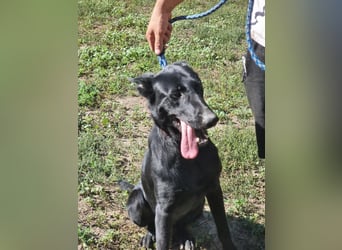 Lupin, geboren 01.12.2023, 60cm sucht seine Aufgabe