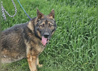 Zeus, geboren 16.12.2019, 58cm sucht sein für immer Zuhause