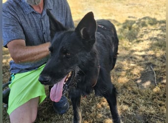 Onix, geboren 01.02.2019, 63cm sucht sein Happy End
