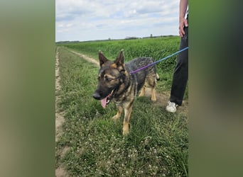 Zeus, geboren 16.12.2019, 58cm sucht sein für immer Zuhause