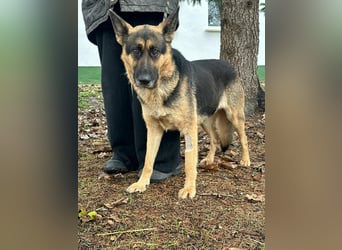 Freya, geboren 01.11.2023, 58cm sucht liebevolles Zuhause