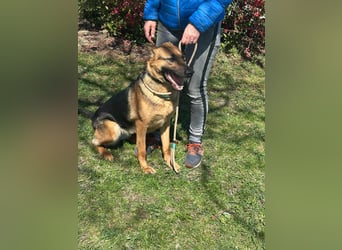 Sky, geboren 15.06.2025, 60cm sucht ihre Menschen