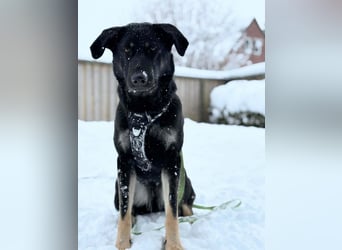 Kiba, geboren 01.07.2023, 55cm sucht neuen Wirkungskreis