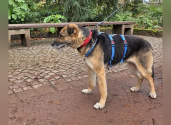 Helena, geboren 12.04.2016, 63cm sucht ihren Ruheplatz (Pflegestelle Deutschland)
