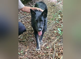 Onix, geboren 01.02.2019, 63cm sucht sein Happy End